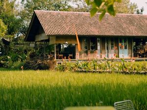 Video: Ngopi Syahdu Dekat Sawah Sambil Kasih Makan Ayam