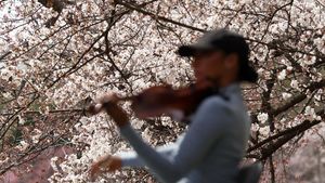 Bunga Sakura Bermekaran, Warga Washington Bergembira