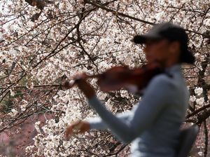 Bunga Sakura Bermekaran, Warga Washington Bergembira Bunga Sakura Bermekaran, Warga Washington Bergembira