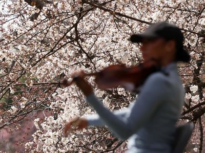 Bunga Sakura Bermekaran, Warga Washington Bergembira
