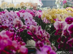 7 Tanaman Ini Bisa Serap Kelembapan, Rumah Auto Bebas dari Jamur