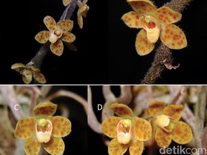 Video: Unik! Peneliti BRIN Temukan Spesies Anggrek Akar Tak Berdaun di Aceh Video: Unik! Peneliti BRIN Temukan Spesies Anggrek Akar Tak Berdaun di Aceh