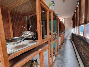 Mudik Tenang, Peliharaan Aman di Hotel Kucing Bandung