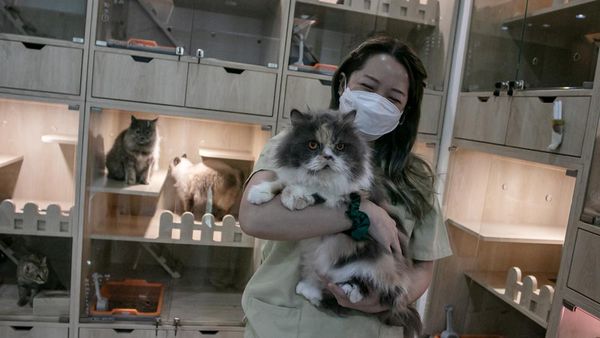 Jasa Hotel Kucing Laris Manis Jelang Lebaran