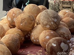 Pengusaha Ngadu Kelapa Langka, Ini Jawaban Menteri Prabowo