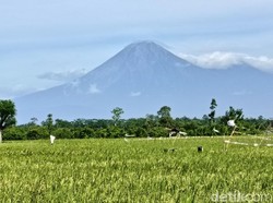 Semeru Erupsi 5 Kali Hari Pertama Lebaran, Ketinggian Abu Vulkanik 800 M
