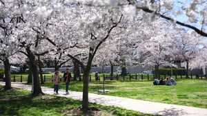 Indahnya Bunga Sakura Bermekaran di Washington