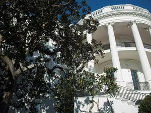 Pohon Bersejarah Ratusan Tahun di Gedung Putih Ditebang, Trump Ungkap Alasannya Pohon Bersejarah Ratusan Tahun di Gedung Putih Ditebang, Trump Ungkap Alasannya