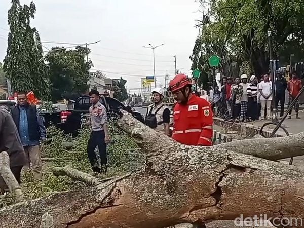 Penampakan Beringin Tumbang Tewaskan 2 Jemaah Salat Id di Pemalang