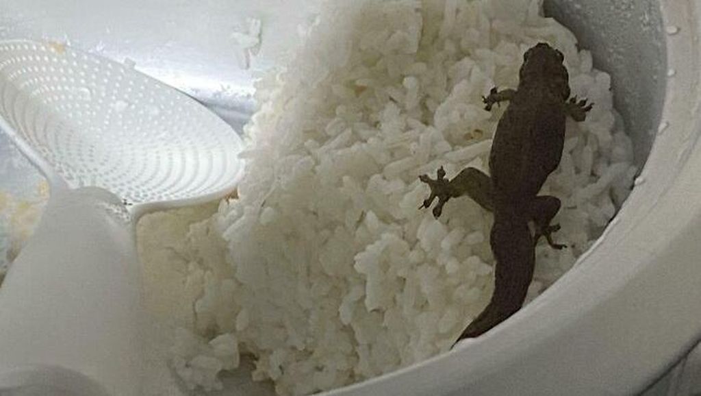 10 Temuan Makanan Zonk yang Bikin Selera Makan Langsung Hilang 10 Temuan Makanan Zonk yang Bikin Selera Makan Langsung Hilang