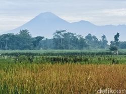 Gunung Semeru Erupsi, Tinggi Kolom Abu Capai 800 Meter Gunung Semeru Erupsi, Tinggi Kolom Abu Capai 800 Meter