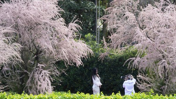 Cantiknya Bunga Sakura Bermekaran di Distrik EUR Roma