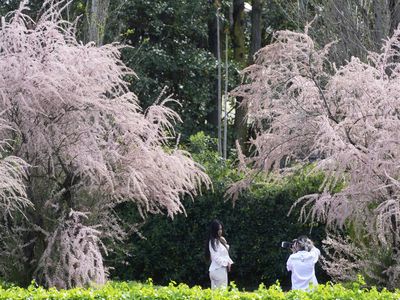 Cantiknya Bunga Sakura Bermekaran di Distrik EUR Roma