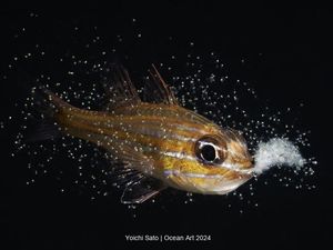 Terpukau Jawara Kontes Foto Underwater, Ada yang Dijepret di Indonesia