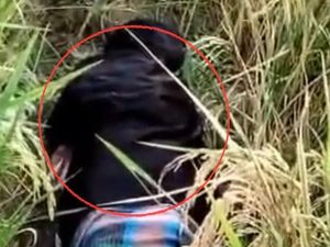 Mayat Wanita Terbungkus Sarung di Pinrang Diduga Dibunuh, Pelaku Ditangkap Mayat Wanita Terbungkus Sarung di Pinrang Diduga Dibunuh, Pelaku Ditangkap