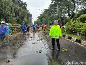 Pohon Tumbang di Depan Makodam Makassar Timpa 2 Pemotor, Lalin Macet