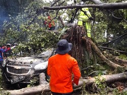 Pohon Tumbang Timpa Motor dan Mobil di Bogor, 2 Orang Terluka