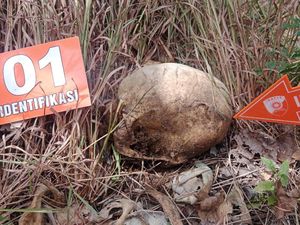 Hilang 10 Bulan, Pria Lansia Ditemukan Tinggal Tulang Belulang di Hutan TTU Hilang 10 Bulan, Pria Lansia Ditemukan Tinggal Tulang Belulang di Hutan TTU