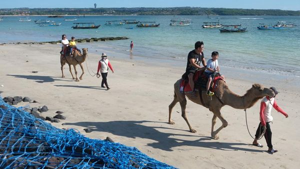 Serunya Wisata Naik Unta di Pinggir Pantai Bali