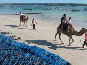 Serunya Wisata Naik Unta di Pinggir Pantai Bali Serunya Wisata Naik Unta di Pinggir Pantai Bali