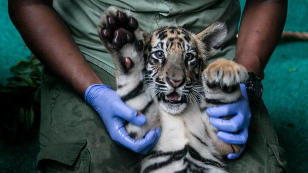 3 Anak Harimau Benggala Jadi Koleksi Baru Solo Safari