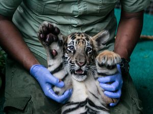 3 Anak Harimau Benggala Jadi Koleksi Baru Solo Safari 3 Anak Harimau Benggala Jadi Koleksi Baru Solo Safari