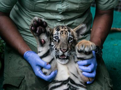 3 Anak Harimau Benggala Jadi Koleksi Baru Solo Safari