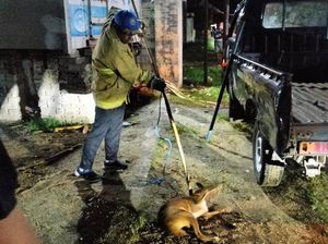 Damkar Gorontalo Tangkap Anjing Liar yang Coba Serang Warga di Desa Dulomo Damkar Gorontalo Tangkap Anjing Liar yang Coba Serang Warga di Desa Dulomo