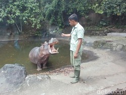 Viral Pengunjung Turun di Are Kuda Nil Safari Prigen, Pengelola Telusuri