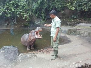 Viral Pengunjung Turun di Are Kuda Nil Safari Prigen, Pengelola Telusuri Viral Pengunjung Turun di Are Kuda Nil Safari Prigen, Pengelola Telusuri