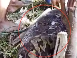 Momen Menegangkan Saat Ular Piton Telan Nenek Hasiah di Sidrap