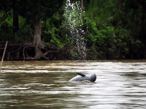 Alert, Pesut Mahakam Tinggal 62 Ekor! Alert, Pesut Mahakam Tinggal 62 Ekor!