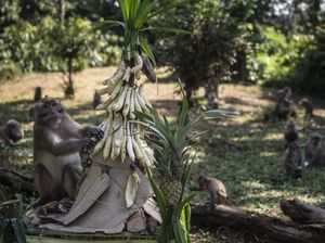 Memberi Makan Monyet-monyet Goa Kreo, Merawat Warisan Sunan Kalijaga Memberi Makan Monyet-monyet Goa Kreo, Merawat Warisan Sunan Kalijaga