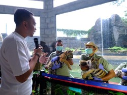 Ini Nama 3 Bayi Harimau Benggala di Solo Safari