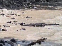 Ngeri! Seekor Buaya Muncul di Pantai Wisata Merak Belantung