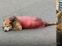 Biadab Sekali, Anjing Liar di Malaysia Mati Setelah Dikuliti Hidup-hidup