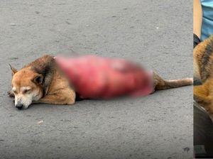Biadab Sekali, Anjing Liar di Malaysia Mati Setelah Dikuliti Hidup-hidup Biadab Sekali, Anjing Liar di Malaysia Mati Setelah Dikuliti Hidup-hidup