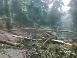 Longsor di Jalur Pacet-Cangar Imbas Sungai Tersumbat Pohon Tumbang