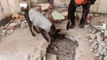 Keberanian Walet K9 Polri: Pahlawan dalam Misi Penyelamatan Gempa Myanamar!