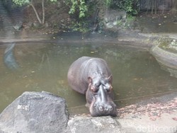 Taman Safari Prigen Ungkap Kronologi Wisatawan Turun Mobil di Area Terlarang