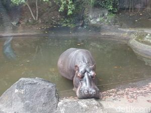 Taman Safari Prigen Ungkap Kronologi Wisatawan Turun Mobil di Area Terlarang Taman Safari Prigen Ungkap Kronologi Wisatawan Turun Mobil di Area Terlarang