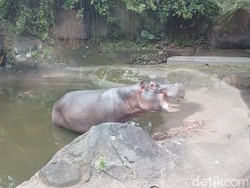 Wisatawan Turun di Area Terlarang, TSI: Melanggar Aturan!