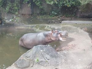 Wisatawan Turun di Area Terlarang, TSI: Melanggar Aturan! Wisatawan Turun di Area Terlarang, TSI: Melanggar Aturan!
