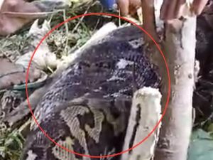 Tragedi Wanita di Sidrap Hilang Saat ke Kebun Ternyata Tewas Dimangsa Piton Tragedi Wanita di Sidrap Hilang Saat ke Kebun Ternyata Tewas Dimangsa Piton