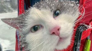 Pencinta Kucing Pasti Suka Lihat Foto-foto Menggemaskan Ini