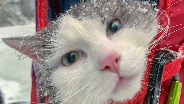 Pencinta Kucing Pasti Suka Lihat Foto-foto Menggemaskan Ini