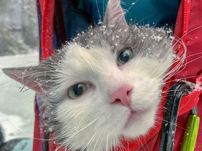 Pencinta Kucing Pasti Suka Lihat Foto-foto Menggemaskan Ini