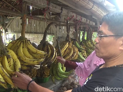 Pisang Agung Lereng Semeru Khas Lumajang, Cocok Dijadikan Oleh-oleh Pemudik