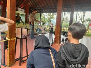 Sibuknya Mochi Si Kucing Hutan, Menghibur Pengunjung Taman Satwa Cikembulan Sibuknya Mochi Si Kucing Hutan, Menghibur Pengunjung Taman Satwa Cikembulan