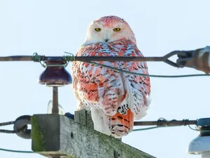 Fotografer Abadikan Burung Hantu Salju Berbulu Jingga Bingungkan Ilmuwan Fotografer Abadikan Burung Hantu Salju Berbulu Jingga Bingungkan Ilmuwan